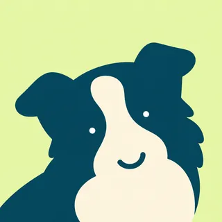 Border Collie Dog