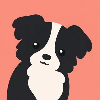 Border Collie Puppy